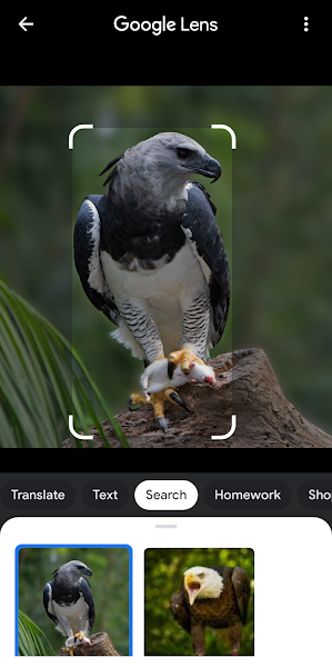 Selecting a photo from gallery in Google Lens