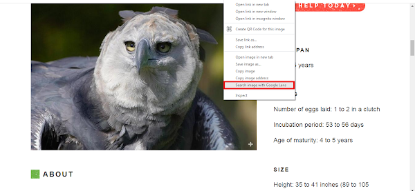 Right-clicking an image in Chrome to search with Google Lens